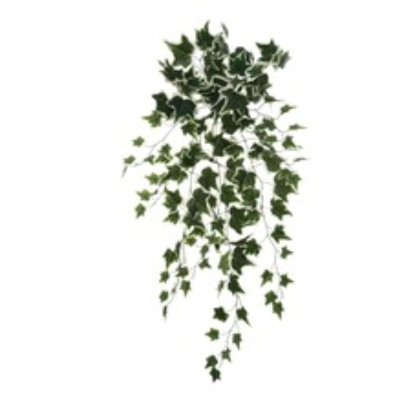 12 pièces de lierre suspendu panaché 36 "- 2025 Spring Collection