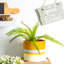 Nicola Spring - Reactive Glaze Plant Pots-63880889-63880890