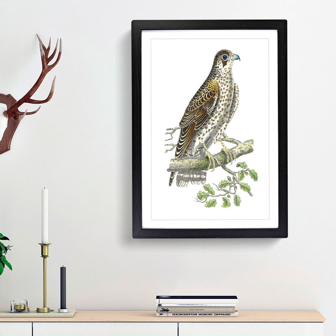 Brown Falcon by George Shaw - Framed Print