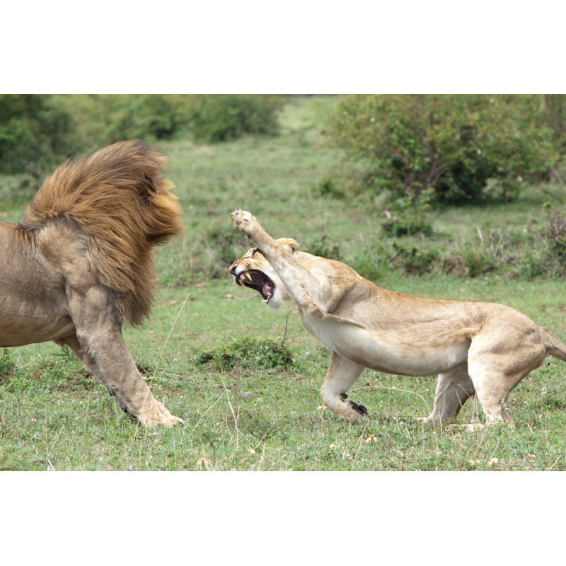 «Lions Fighting» par Acs15 - Photographie sur toile tendue, L 12 po x H 8 po