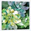 «Summer Succulents» par Conrad Knutsen, impression sur toile tendue sur châssis-31293018-73215346-73215351