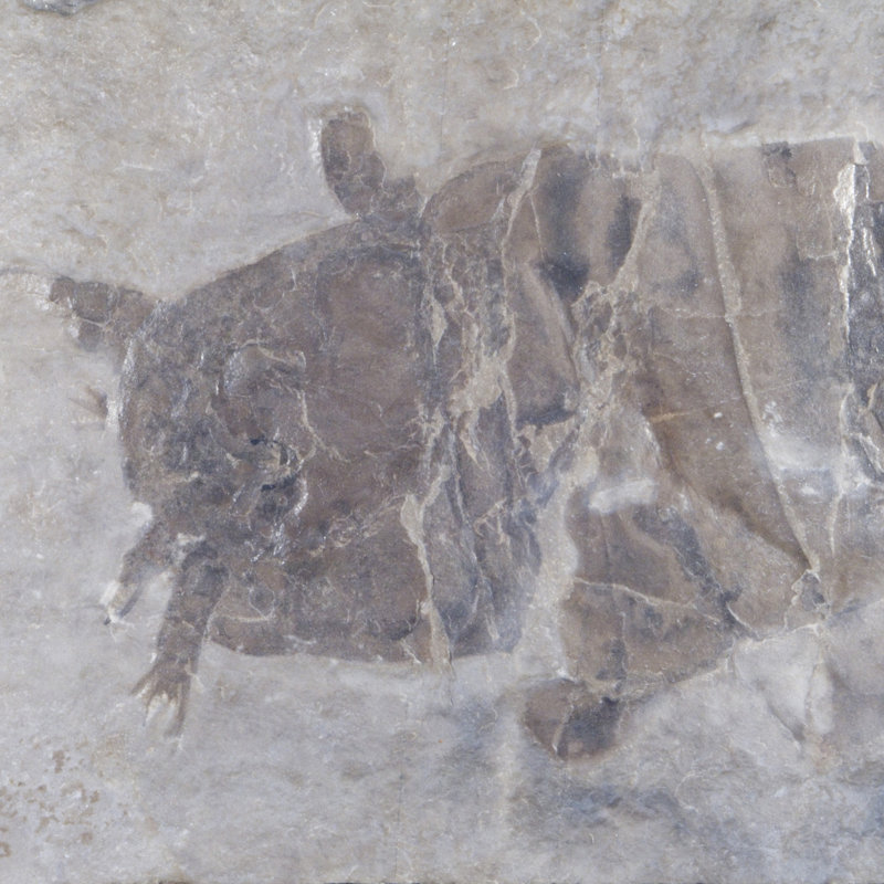 Fossil Eurypterid Plate. Lang's Quarry, Herkimer County, New York