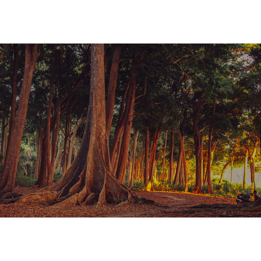 Rainforest Buttress Roots von Erika Parfenova - Druck ohne Rahmen auf Leinwand