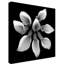 «Crystal Blush Calla 2 Black and White» par Dosta, impression sur toile tendue-29225861