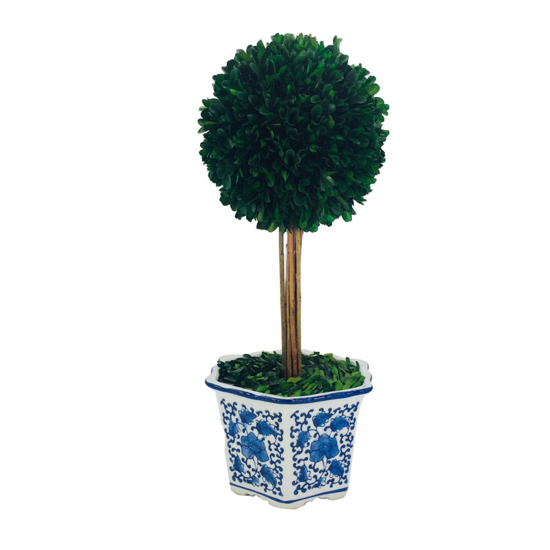 Boxwood Plant in Ceramic Pot, 18.9" H x 7.87" W x 7.87" D