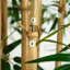 108 po Faux bambou en pot