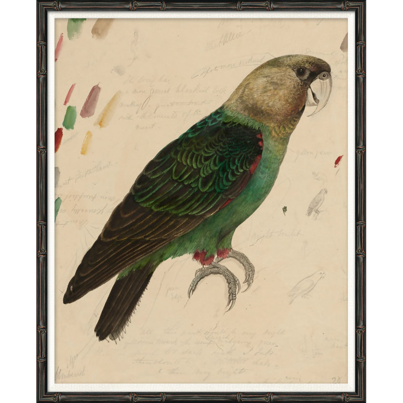 «Green Parrot», reproduction d'impression encadrée