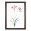 Nerine Lily Flowers by Pierre-Joseph Redoute - Picture Frame Painting Print-55577061-55577060