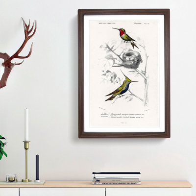 Bird Illustrations PL. 5D by Charles D' Orbigny - Single Picture Frame Painting