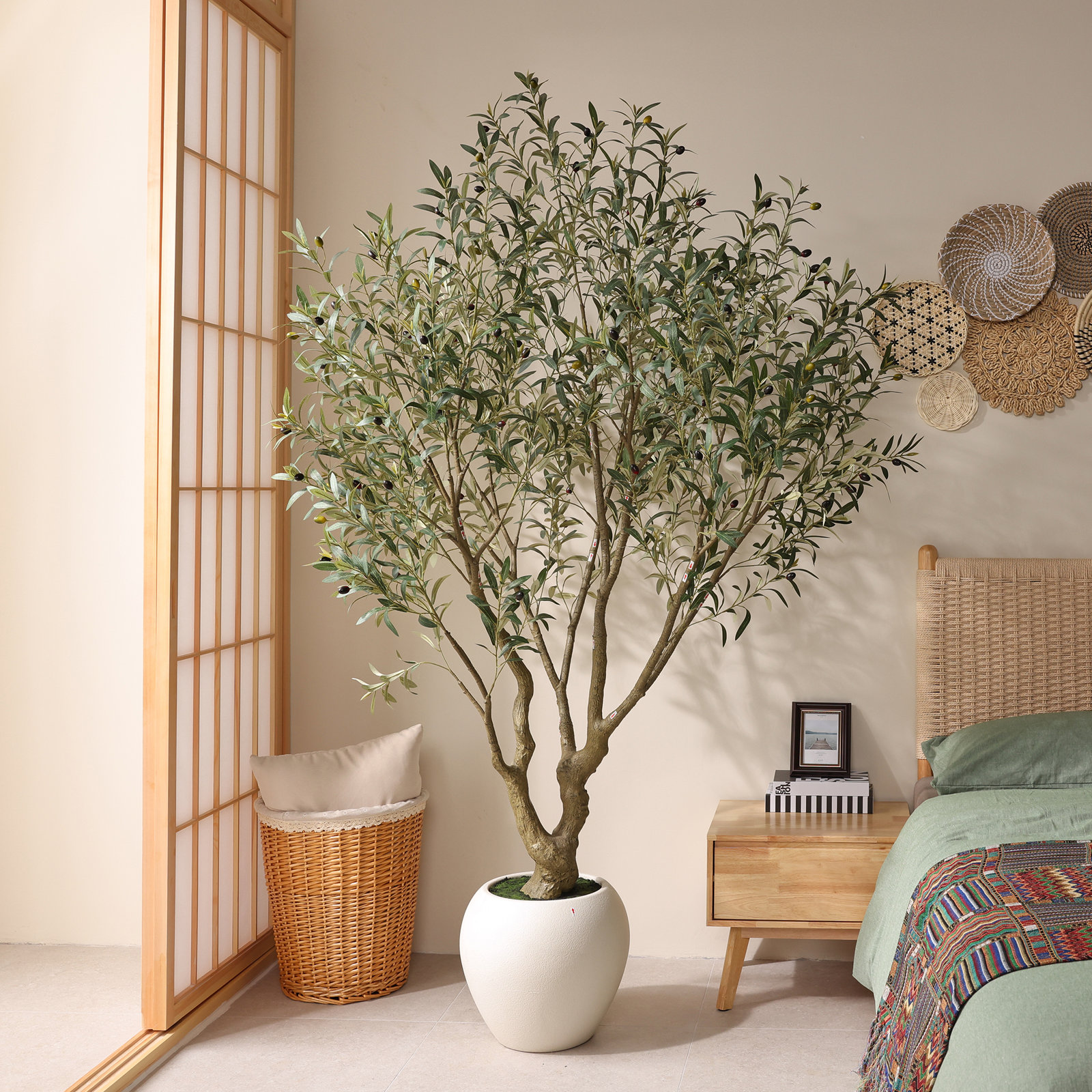 Ashwell Olive Tree in Pot, 84" H x 56" W