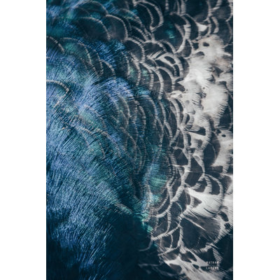 «Peacock Study II» par Nathan Larson - impression sur toile tendue
