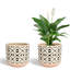 Pot de fleurs succulentes Charnece