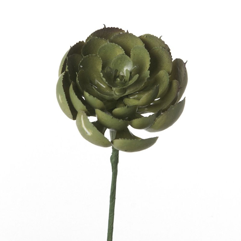 Tige succulent