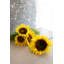 Centres de tournesol en paquet