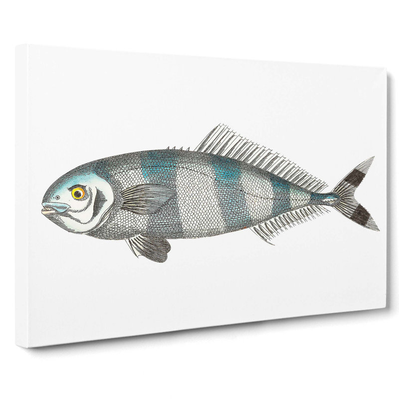 Pilot Mackerel Fish by George Shaw - Wrapped Canvas Painting Print, 35cm H x 50cm W x 3cm D