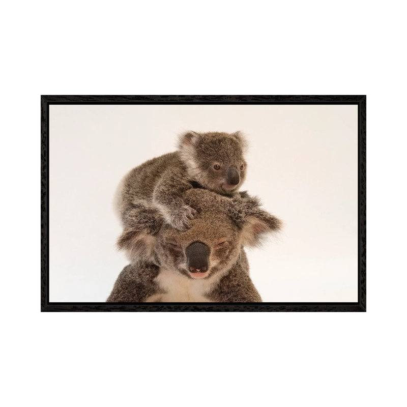 A Mother Koala Named Augustine And Her Baby At The Australia Zoo Wildlife Hospital In Queensland by Joel Sartore - Gallery-Wrapped Canvas Giclée on Canvas