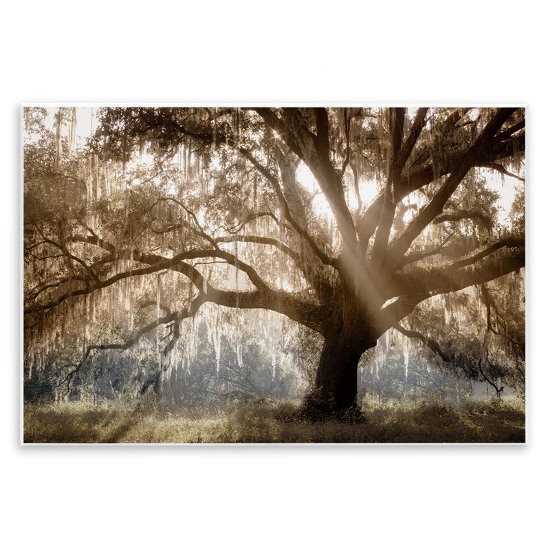  Soleil, traversée d'arbre, art mural par Danita Delimont, H 10 po x l 15 po