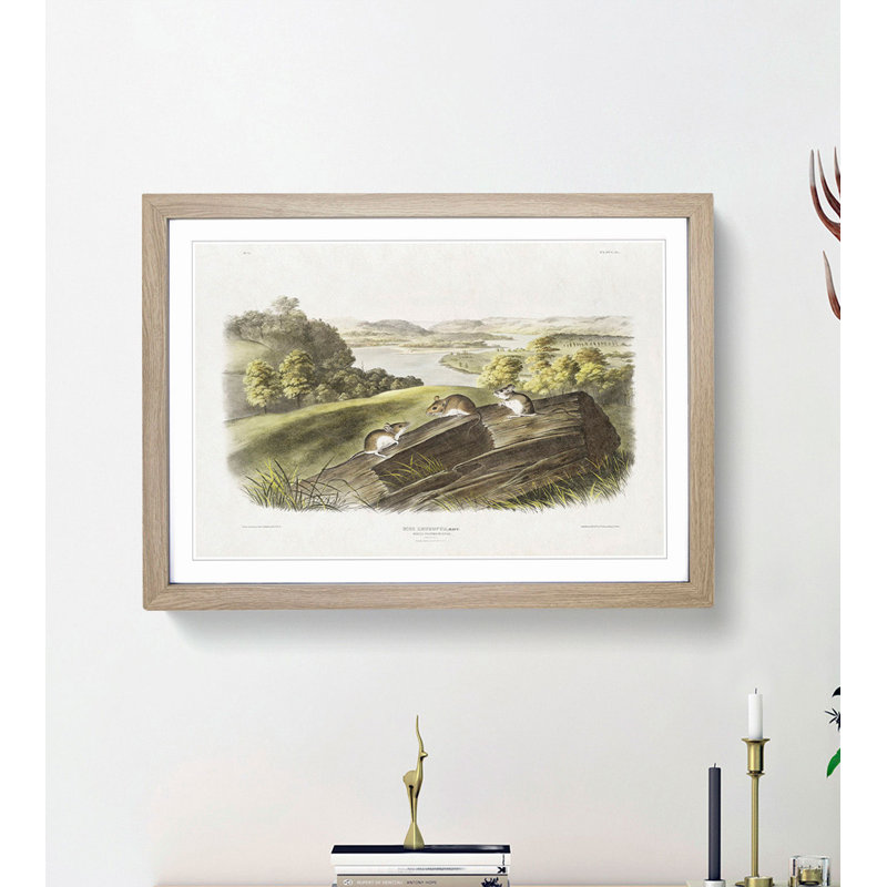 White-Footed Mice by J.W. Audubon - Picture Frame Painting Print, 36cm H x 48cm W x 2cm D, Oak Framed