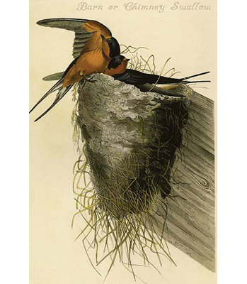 Hirondelle de grange ou cheminée-impression d’art graphique