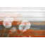 «Daisy Dew», reproduction sur bois-1321924205
