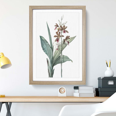 Limodorum Orchid Flowers by Pierre-Joseph Redoute - Picture Frame Painting Print