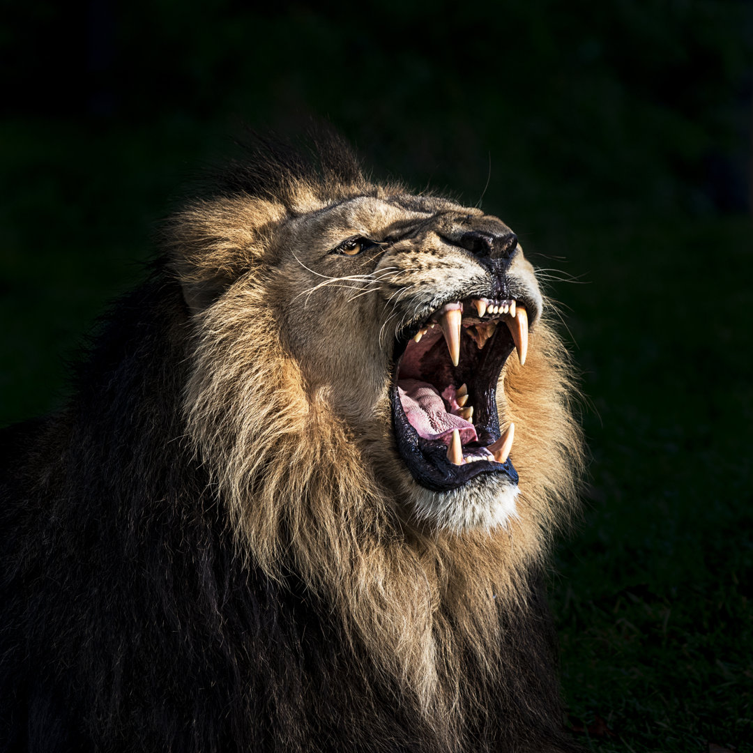 Angry Lion Roaring by Zocha_K - No Frame Art Prints on Canvas