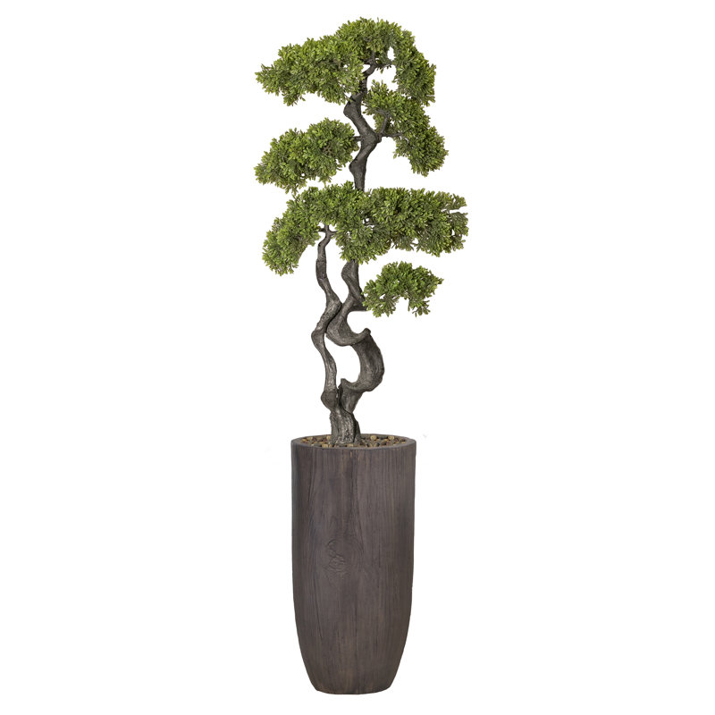 Panama Bonsai en pot