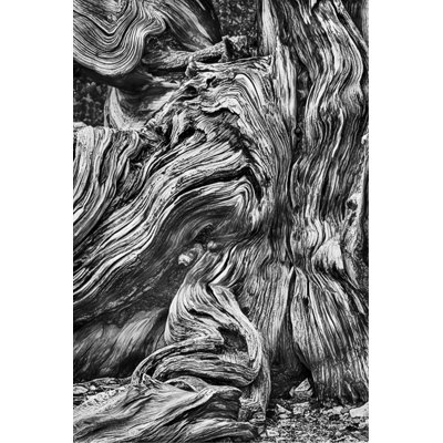 Bristlecone Study I Print by Harold Davis