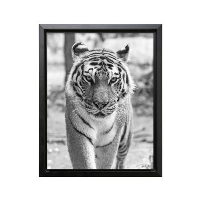 Tiger Portrait