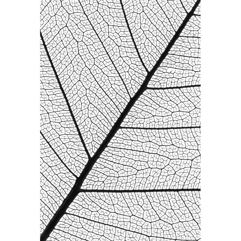 Natural Leaf Veins 1 Piece Wrapped Canvas Wall Art, 30cm H x 20cm W x 3.8cm D