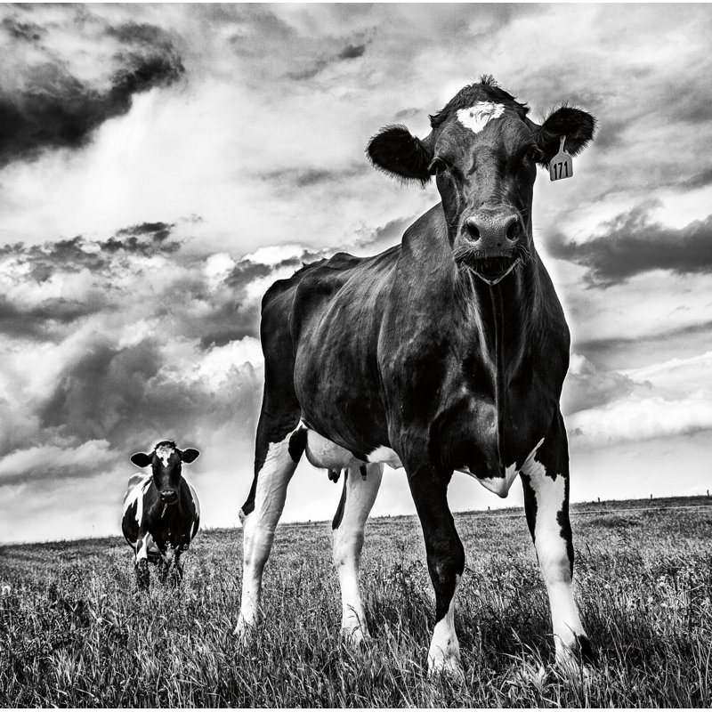 Waiting BW Crop by Aledanda - Wrapped Canvas Print, 30cm H x 30cm W x 3.8cm D