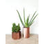 Shantel Metal Pot Planter