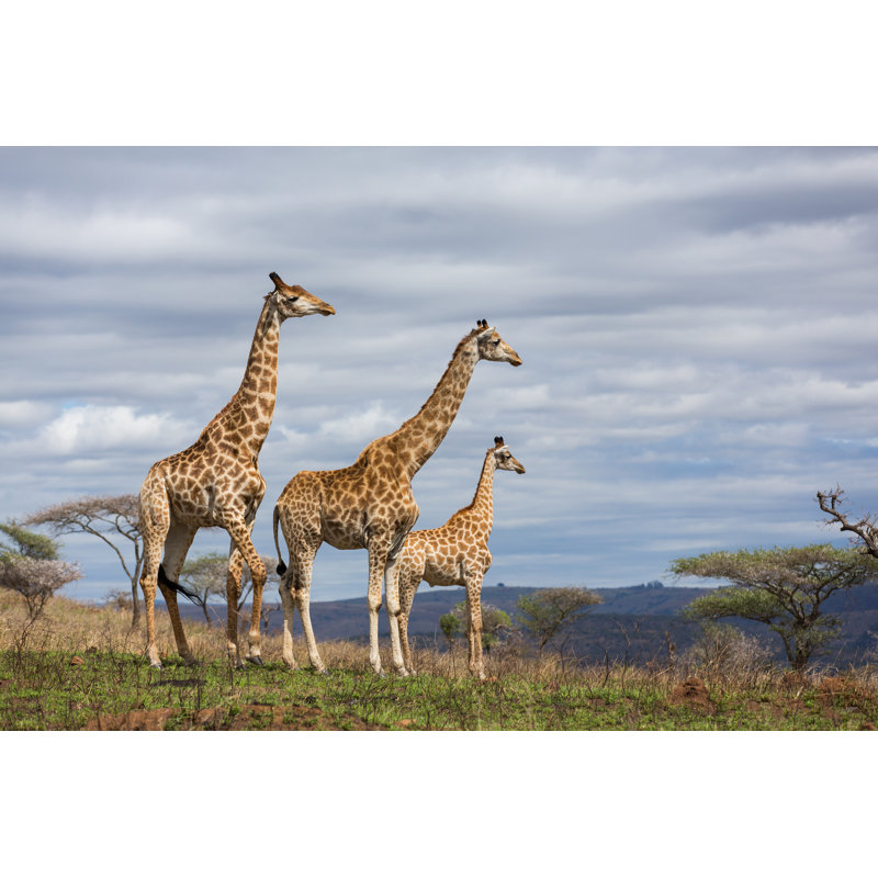 Giraffes In Game Reserve - Wrapped Canvas Print, 51cm H x 76cm W