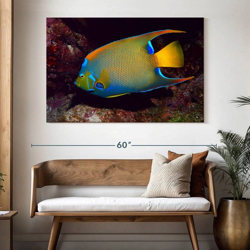 Brampt Glowing Queen Angelfish, 34" H x 51" W