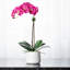 Orchid Floral Arrangements in Planter-1590144163