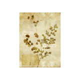 Eucalyptus Polyanthemos Print