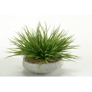 Herbe dans un pot de fleurs