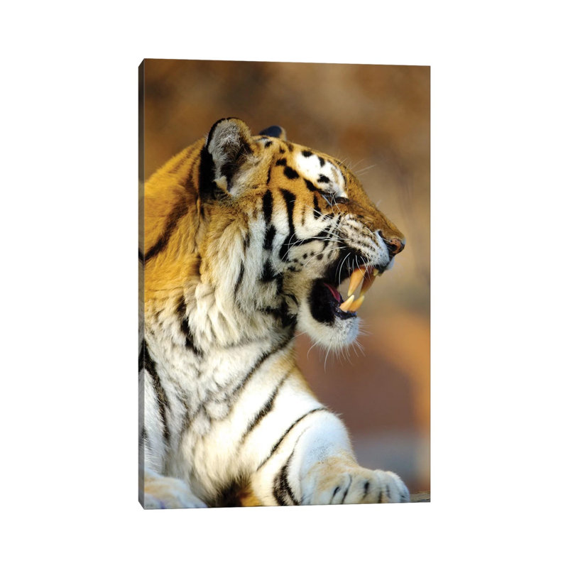 Tiger by Goran Anastasovski - Wrapped Canvas Print, 20.32 cm H x 30.48 cm W