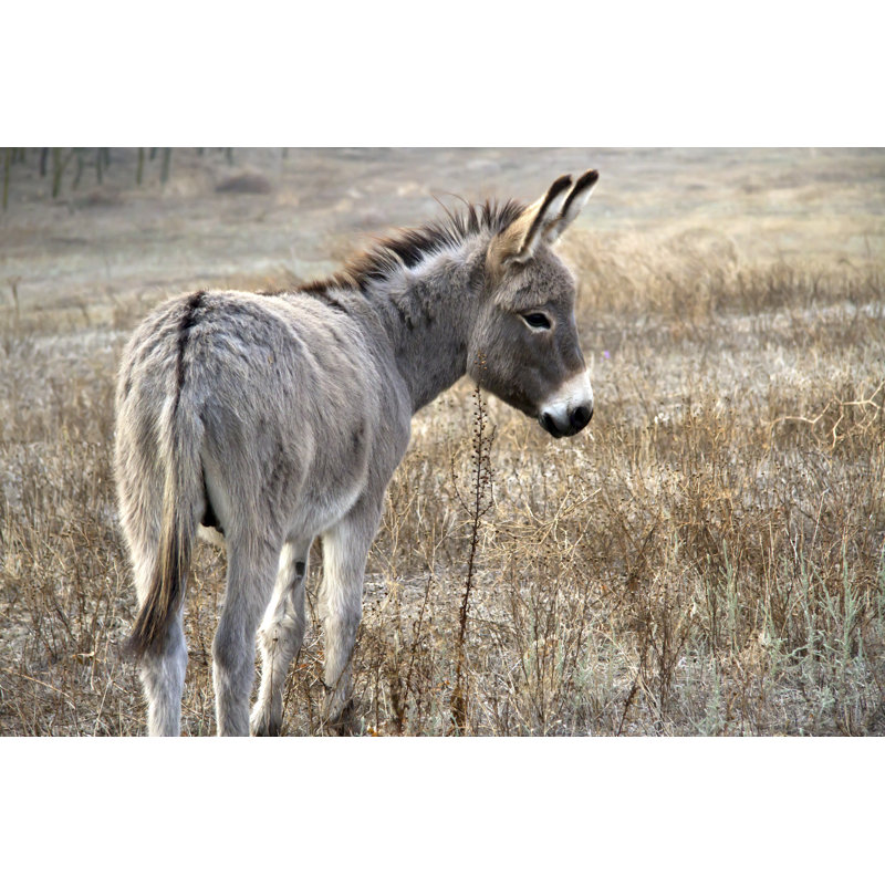 Tambellini Young Donkey In Desert - Wrapped Canvas Print, 51cm H x 76cm W 3.8cm D