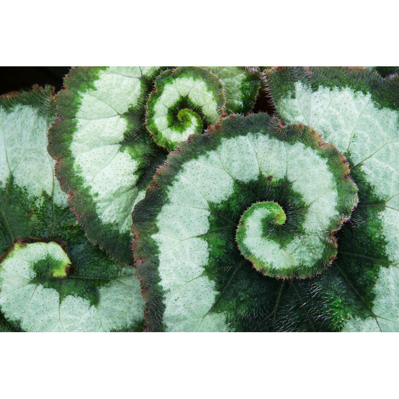 Leaves of Begonia Plant - Photographie sur toile tendue, H 8 po x l 12 po