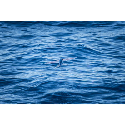Flying Fish In The Air by Kemter - Wrapped Canvas Print