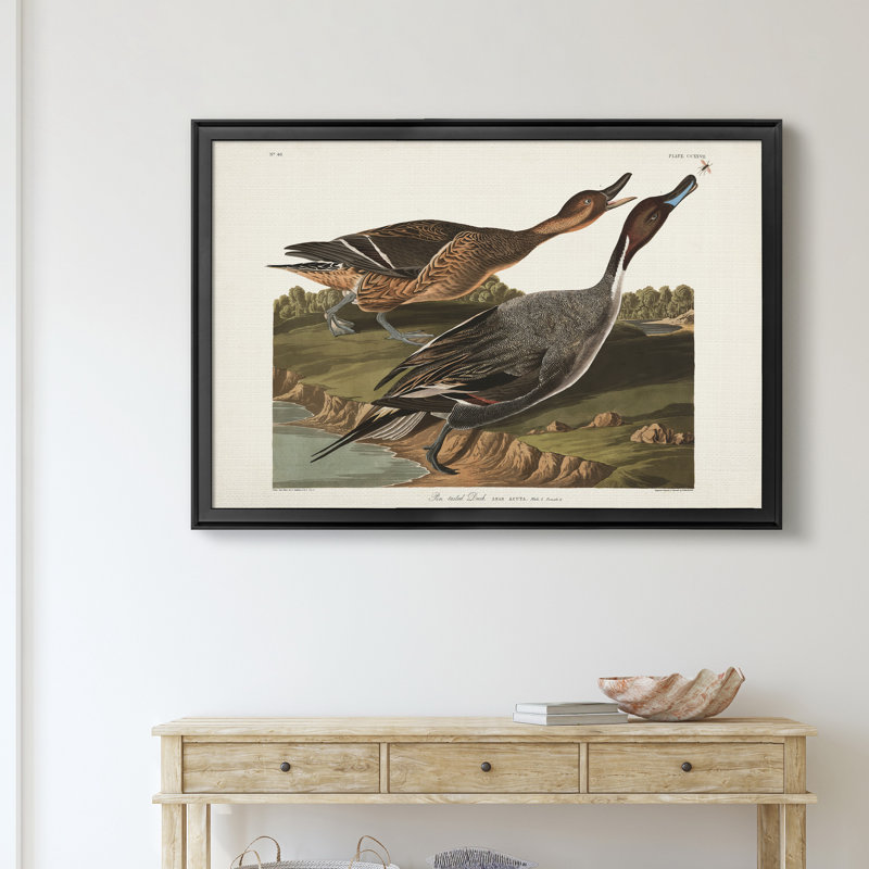 Pin Tailed Duck - reproduction de cadre photo sur toile, Noir, H 18,5 po x l 24,5 po x P 1,5 po