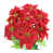 rouge est en rupture de stock