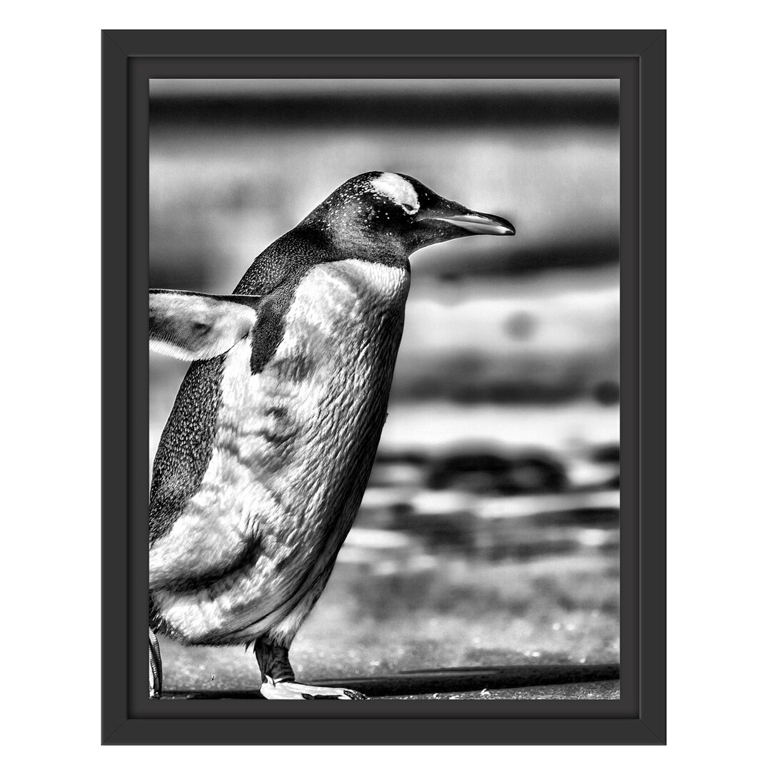 Gerahmtes Wandbild Pinguin am Strand