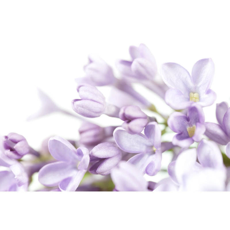 Close Up Of Lilac Blooms In High-key Effect by AntiMartina - No Frame Art Prints on Canvas, 81cm H x 122cm W