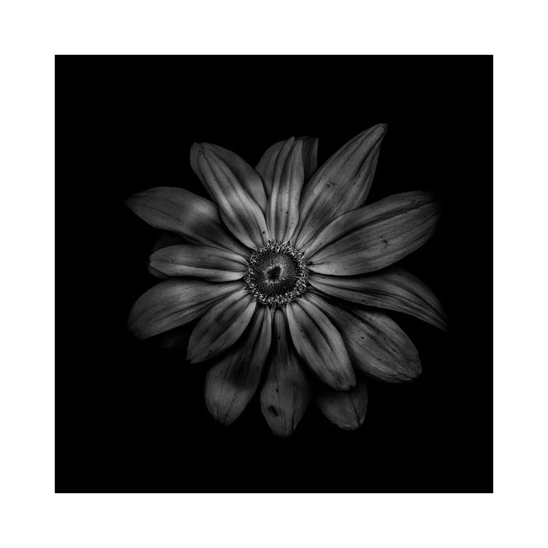 Black And White Daisy V by Brian Carson - Wrapped Canvas Print, 30.48 cm H x 30.48 cm W