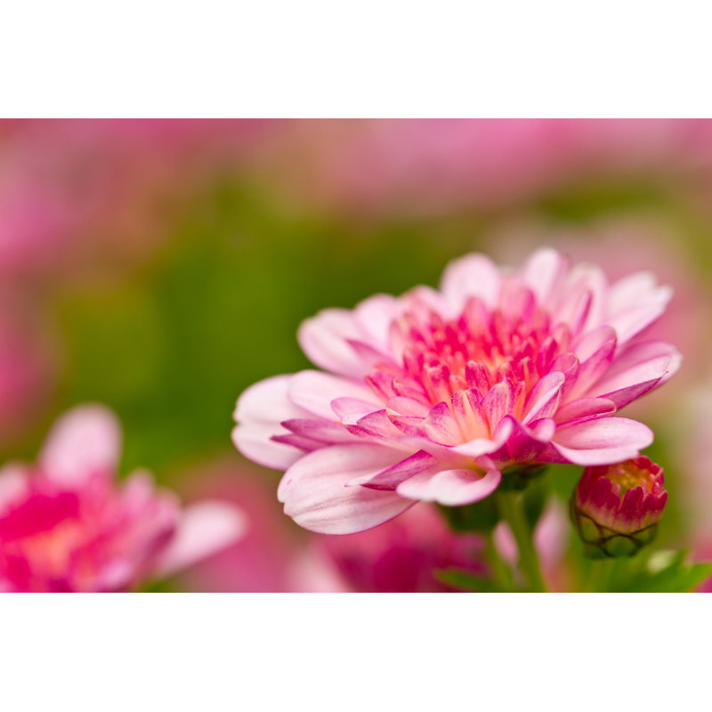 Chrysanthemum by Konmesa - Wrapped Canvas Print, 81cm H x 122cm W