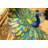 Olamon Colorful Peacock Statue