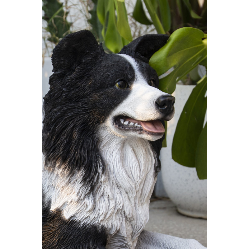 Border collie couché