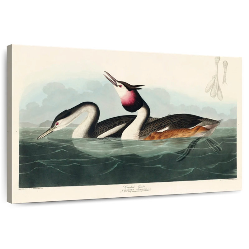 Brampt Crested Grebe, 26" H x 39" W